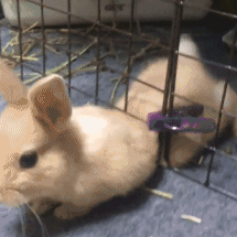 沙雕动图于2019-04-13 14:12发布的图片