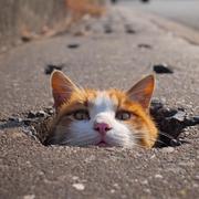 GuLvHai的个人资料头像