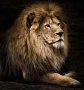 mayingzi的个人资料头像