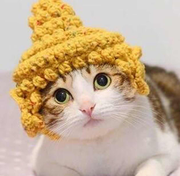 sun_xiaomei的个人资料头像