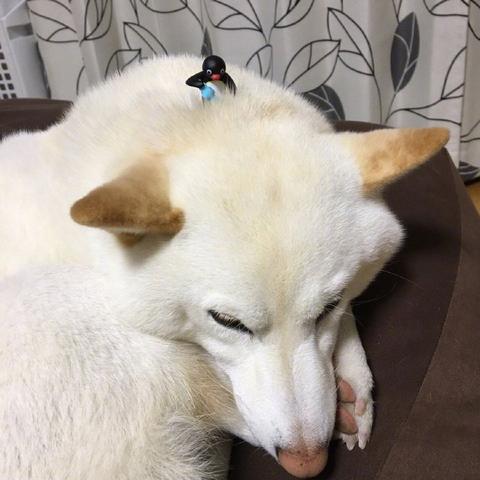 个人主页有话说于2019-04-18 10:44发布的图片