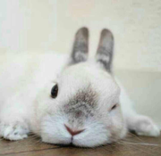 樱蕾的个人资料头像