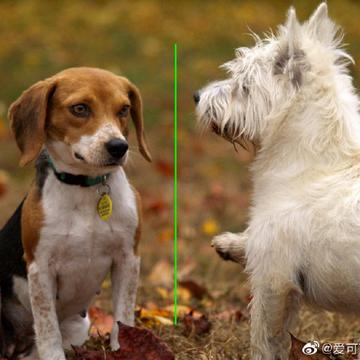 爱可可爱生活于2019-04-22 07:46发布的图片