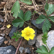 LeeKouKuKing的个人资料头像