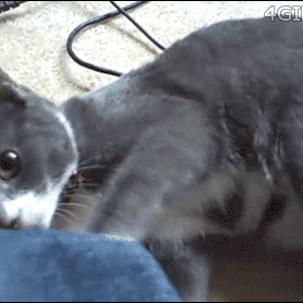 某熊猫桑于2019-04-26 08:33发布的图片