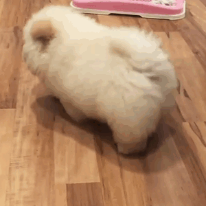 程序员鼓励喵于2019-04-26 09:33发布的图片