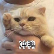 除了我都是猪的个人资料头像