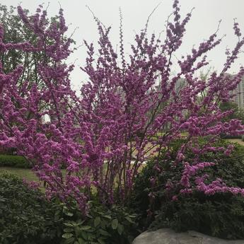 juany1280于2019-04-28 09:49发布的图片