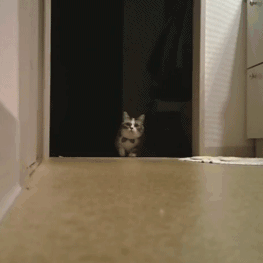 程序员鼓励喵于2019-04-29 09:07发布的图片