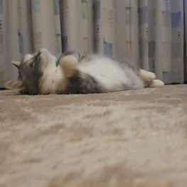 程序员鼓励喵于2019-04-29 09:07发布的图片