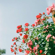 atsuki的个人资料头像