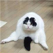 NaN本尊55864的个人资料头像