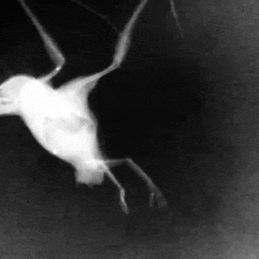 爱可可爱生活于2019-04-29 21:35发布的图片