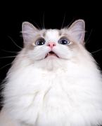 爱敲代码的猫的个人资料头像