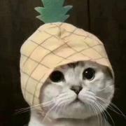 ximinc的个人资料头像