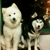 沙雕动图于2019-04-08 08:57发布的图片