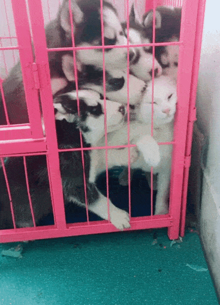 枫尘仆仆于2019-04-08 09:01发布的图片