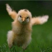 叹小白的个人资料头像