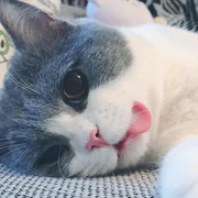 大白兔的白的个人资料头像