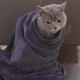 挖金的猫于2019-05-10 10:03发布的图片