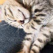 肥宅少女阿静的个人资料头像