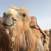 杨二葵的个人资料头像