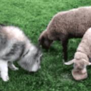 愿忘的个人资料头像