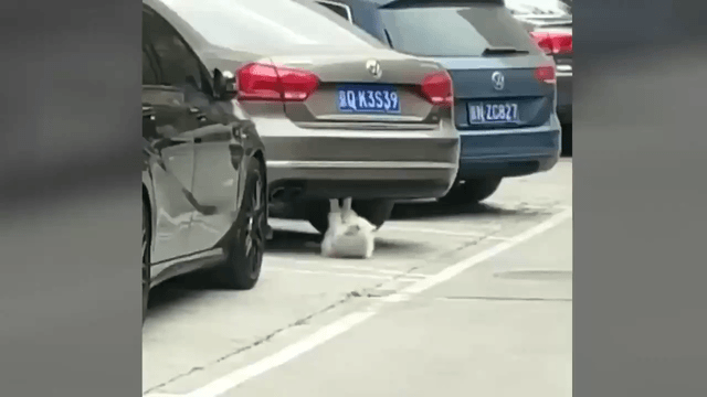 沙雕动图于2019-05-14 15:52发布的图片