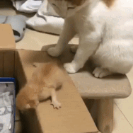 沙雕动图于2019-05-15 17:46发布的图片