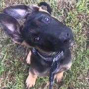 一个放羊的小孩的个人资料头像