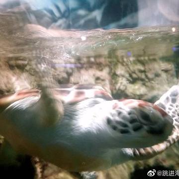 跳进海里躲雨T于2019-05-18 23:06发布的图片