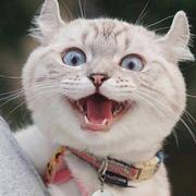 占占洋的个人资料头像