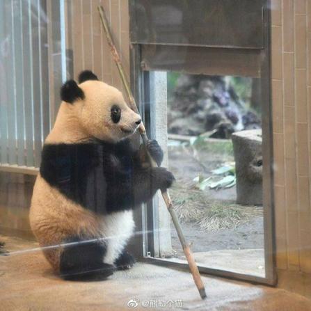 某熊猫桑于2019-05-02 14:45发布的图片