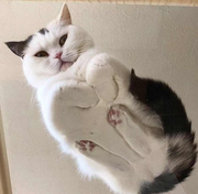 脱缰的小尼玛的个人资料头像