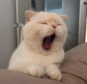 allen_joe的个人资料头像