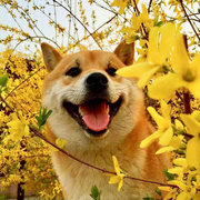 哎呦喂爱学习29035的个人资料头像