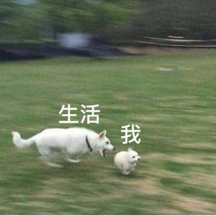 海豹啊于2019-05-27 09:08发布的图片