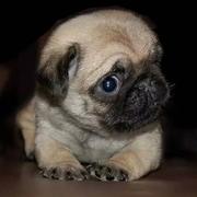 __memory的个人资料头像