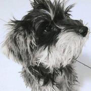 苏合的个人资料头像