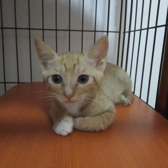 成吉思喵于2019-05-30 18:37发布的图片