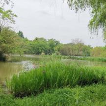 StellaBauhinia于2019-05-06 10:32发布的图片