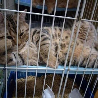 程序员鼓励喵于2019-05-07 09:16发布的图片