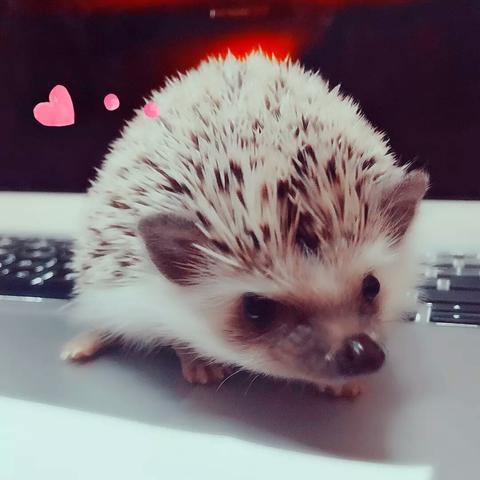 木子耳呀于2019-05-09 00:46发布的图片