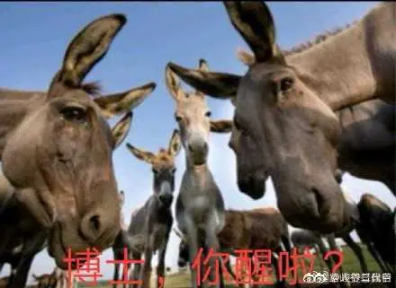 表情包
