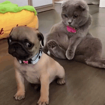 沙雕动图于2019-06-01 09:40发布的图片