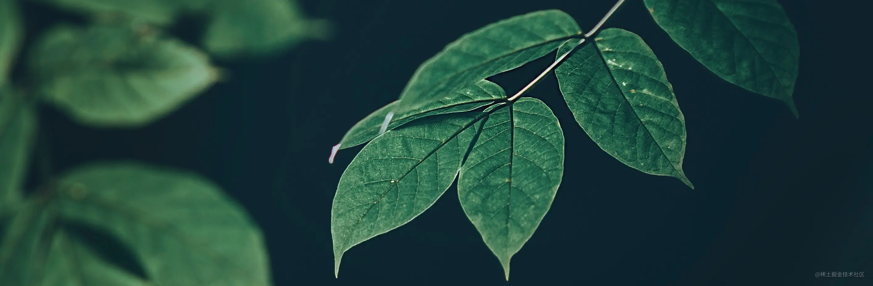 bright-ecology-environment-1006115.jpg