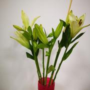 nouser的个人资料头像