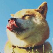 槐序十二的个人资料头像