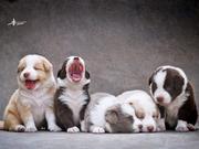 小蚂蚁快溜跑的个人资料头像