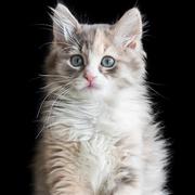 Allinpower的个人资料头像